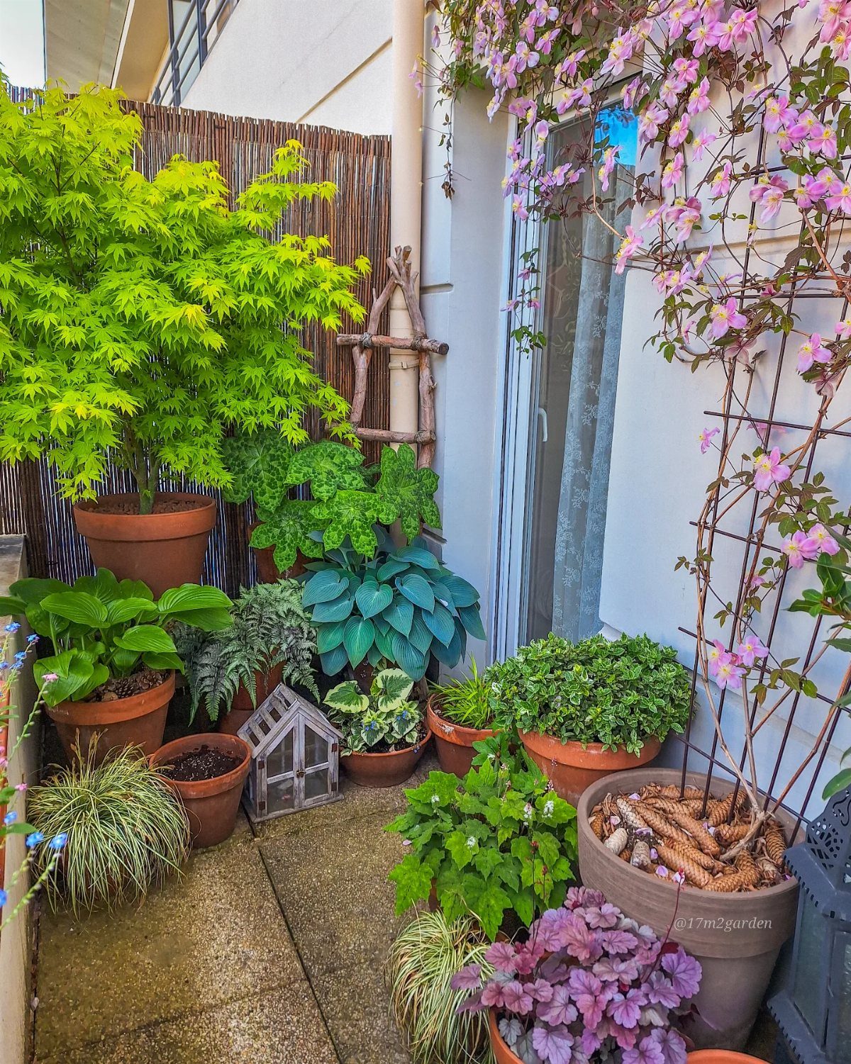 Various potted plants in terracotta containers arranged along a white wall and bamboo fence.