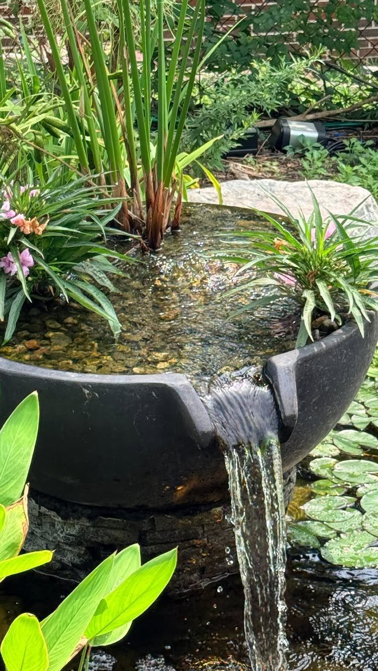 Black bowl fountain with overflowing water and green aquatic plants in a garden
