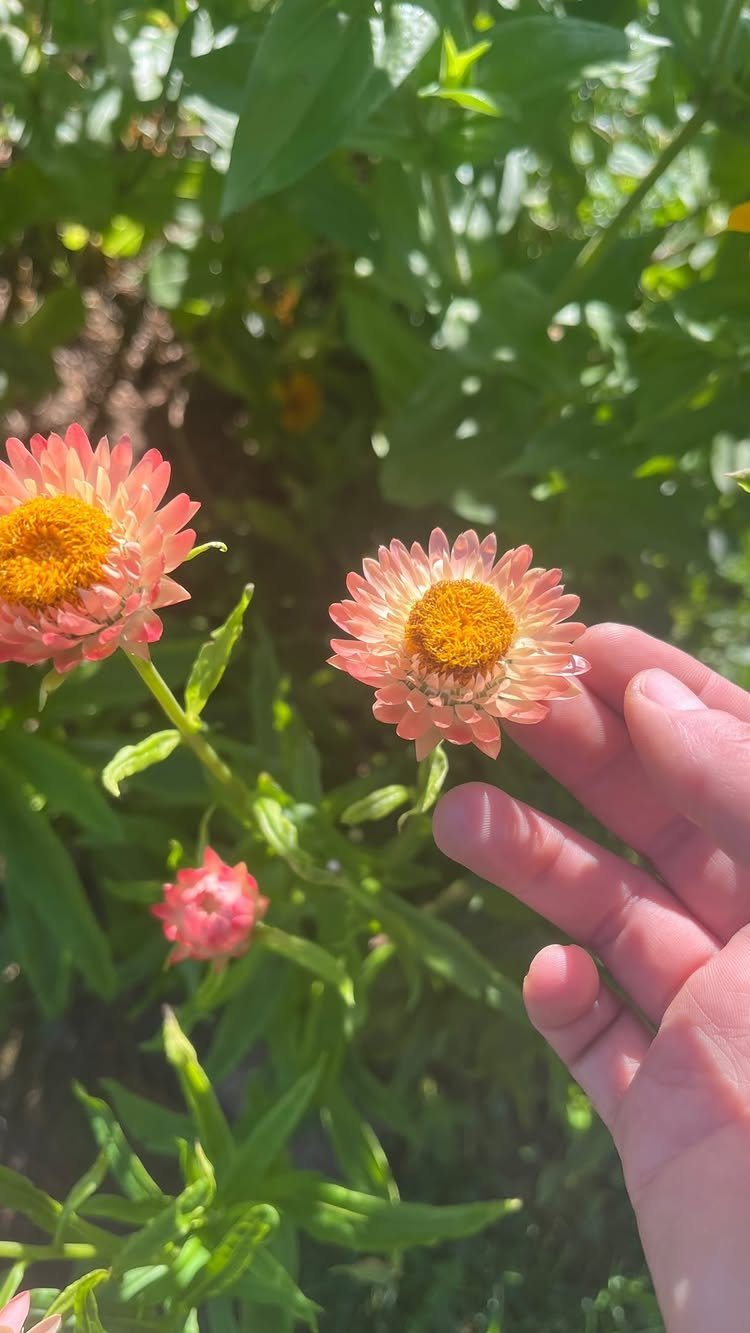 Pink and yellow strawflowers in a garden with a hand touching a bloom.