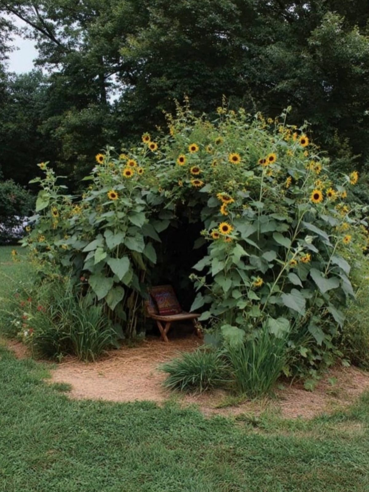 Sunflower house enclosure with yellow flowers and a small wooden chair inside.