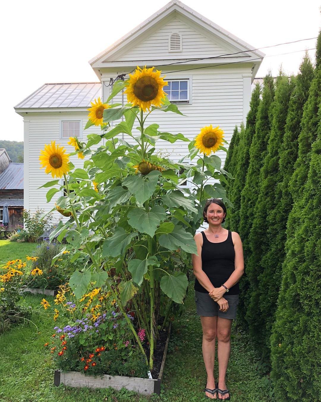 Tall sunflowers in a raised garden bed next to a woman and white house.