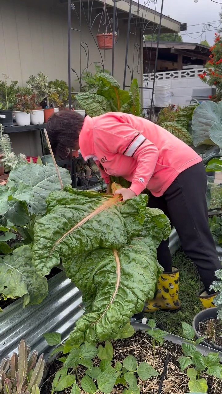 Person in pink jacket touching a giant Swiss chard leaf in a garden.