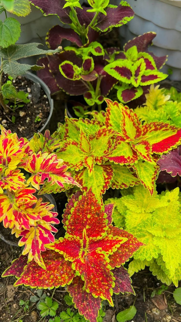 Colorful coleus plants with red and yellow leaves growing in garden pots.
