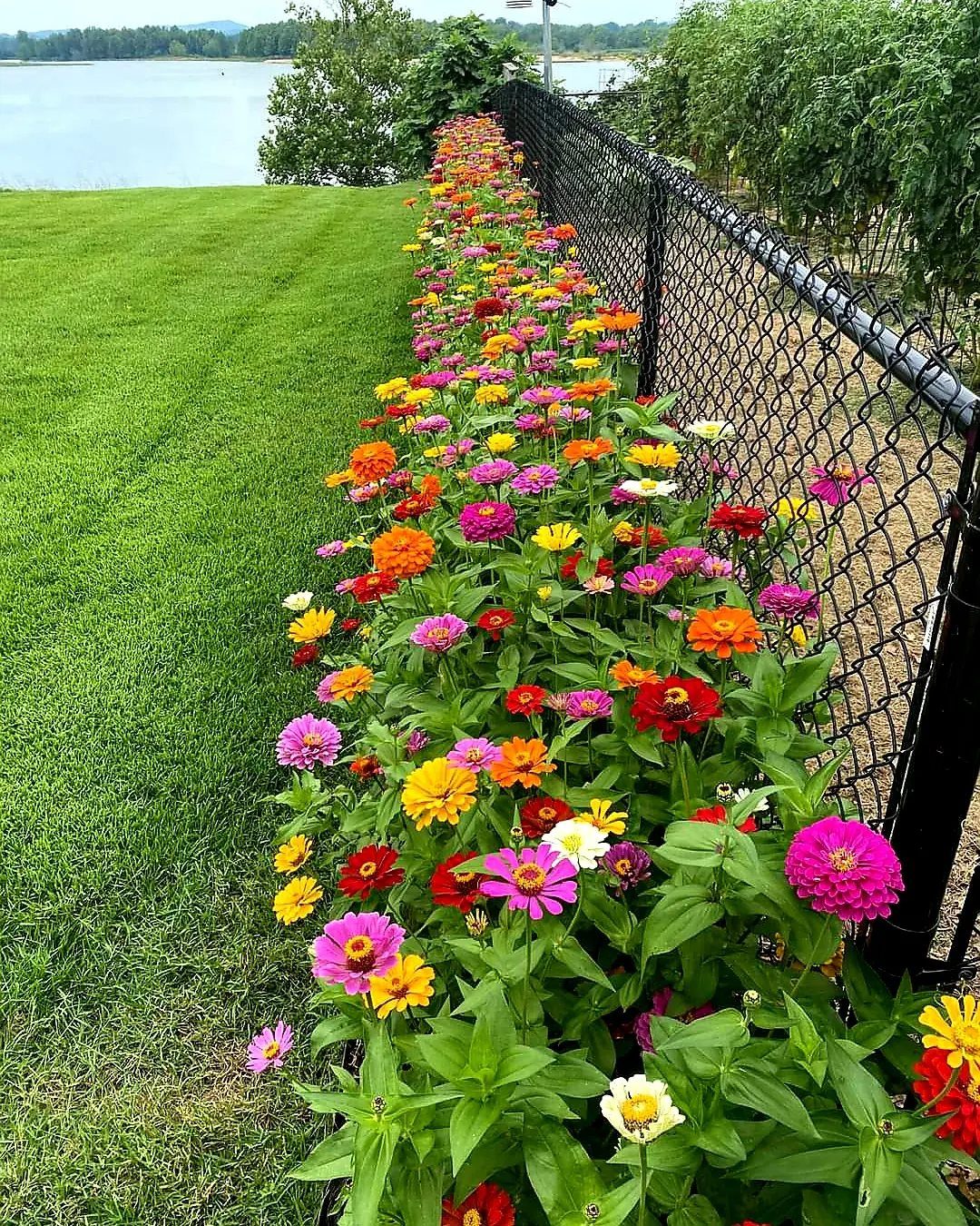 Colorful zinnias in pink, orange, and red planted along a black chain-link fence.