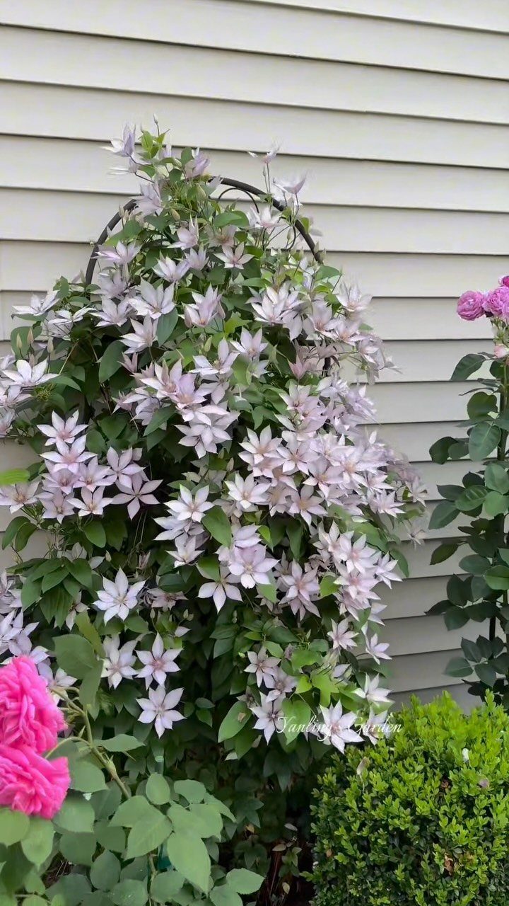 Light purple clematis climbing a trellis next to pink roses and a green shrub.