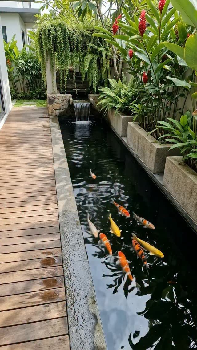 Narrow koi pond with a small waterfall, wooden decking, and tropical garden plants.