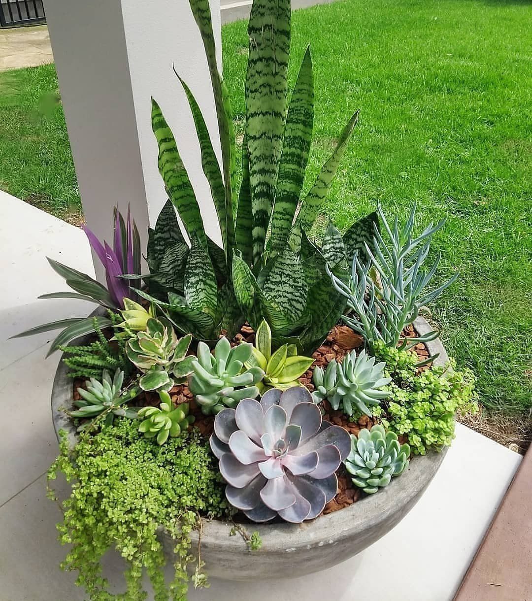 Succulent arrangement in a shallow concrete bowl on a white ledge by a lawn.