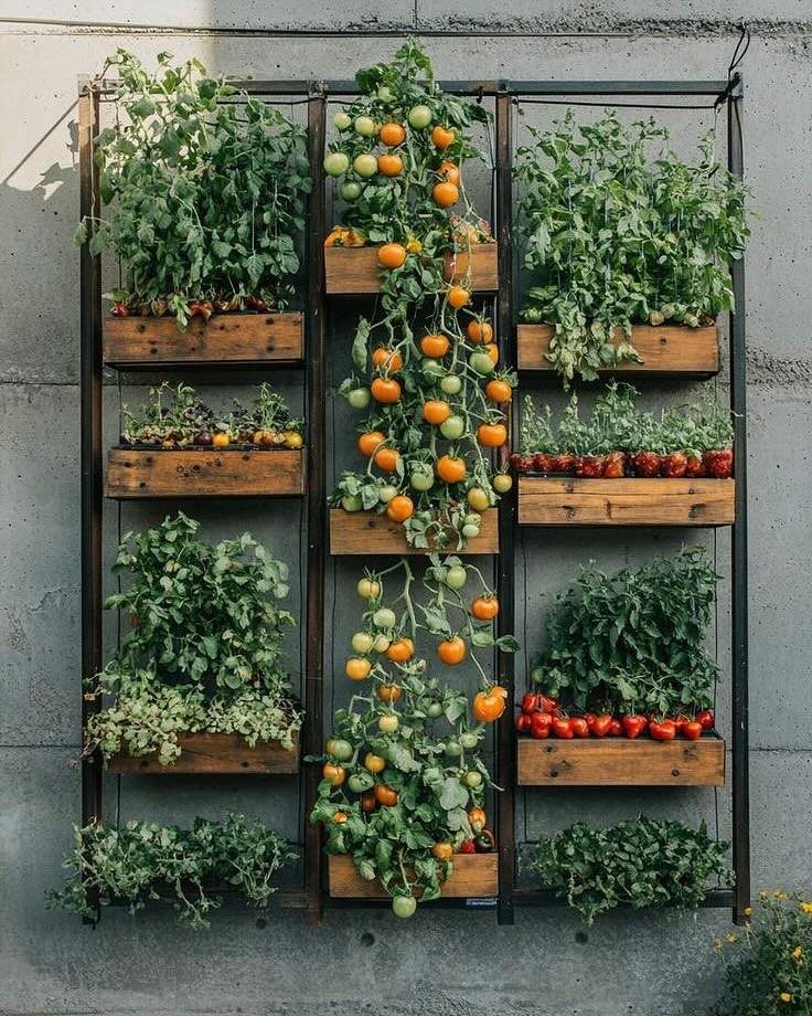 Vertical garden with wooden planters and ripening tomatoes mounted on a concrete wall.