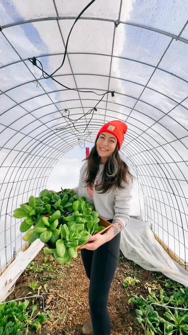 Woman holding basil plants inside a plastic covered hoop house greenhouse.
