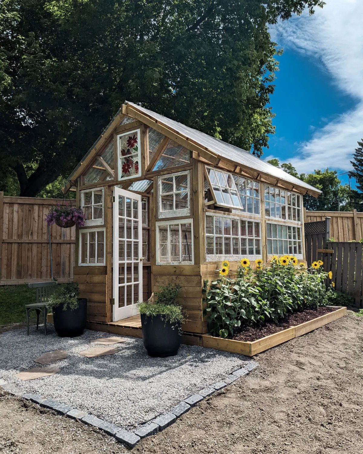 Rustic wood greenhouse made from reclaimed windows with sunflowers growing outside.