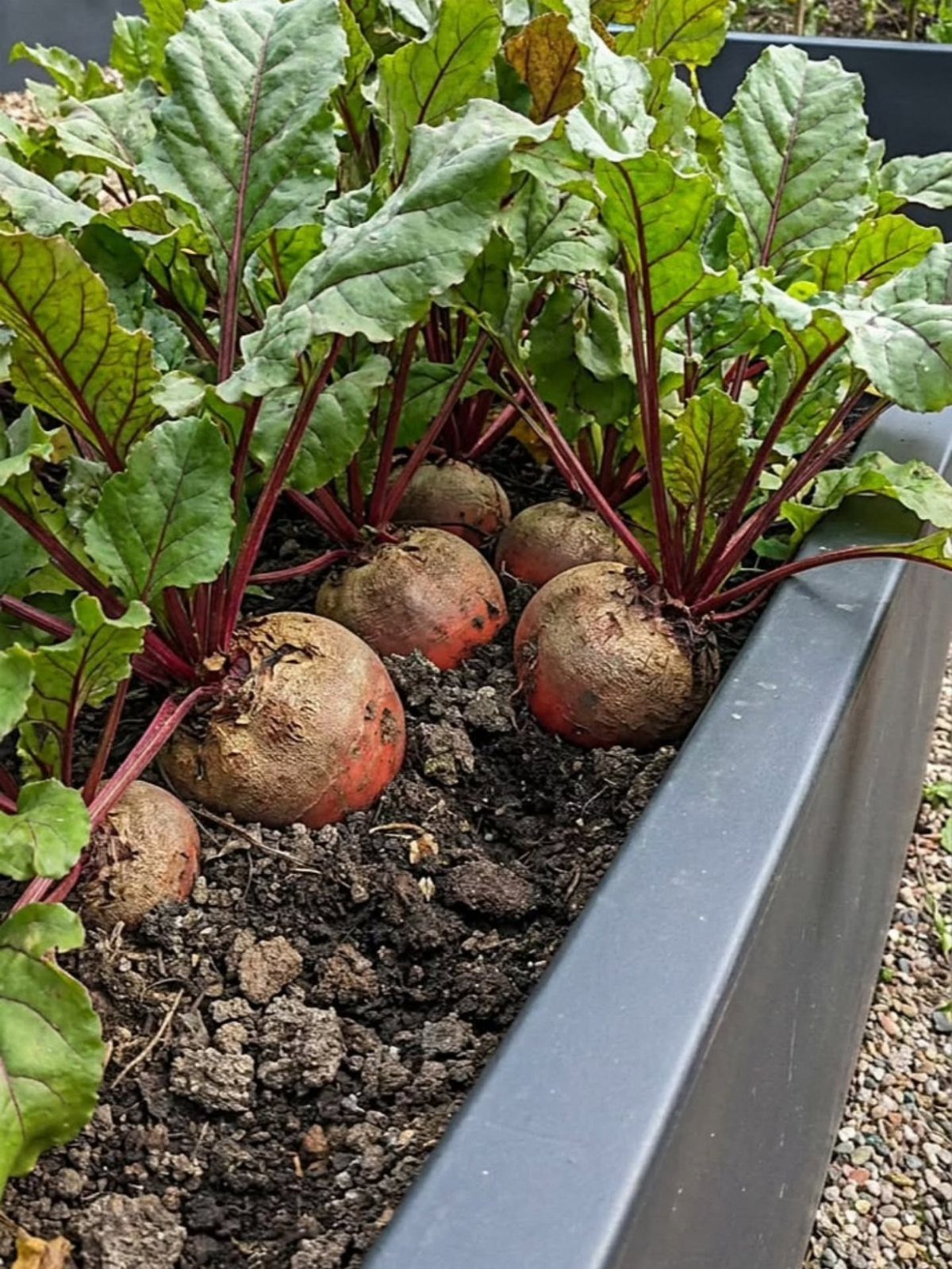 Red beet roots with green leaves growing in a grey metal raised bed.