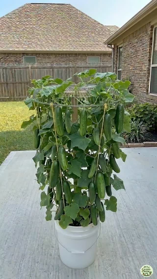Cucumber plant with many fruits growing in a white bucket with a wire cage.