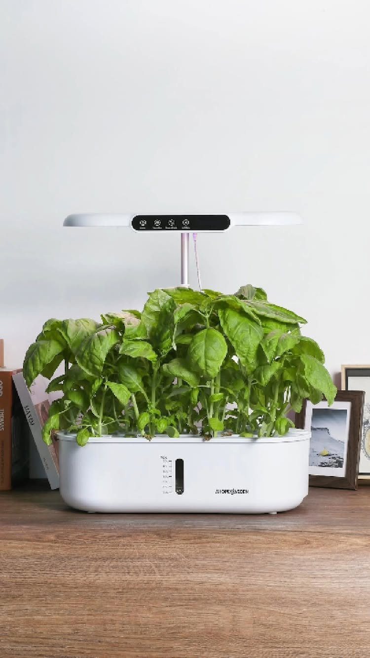 Indoor hydroponic garden kit with green basil plants and an overhead LED grow light.