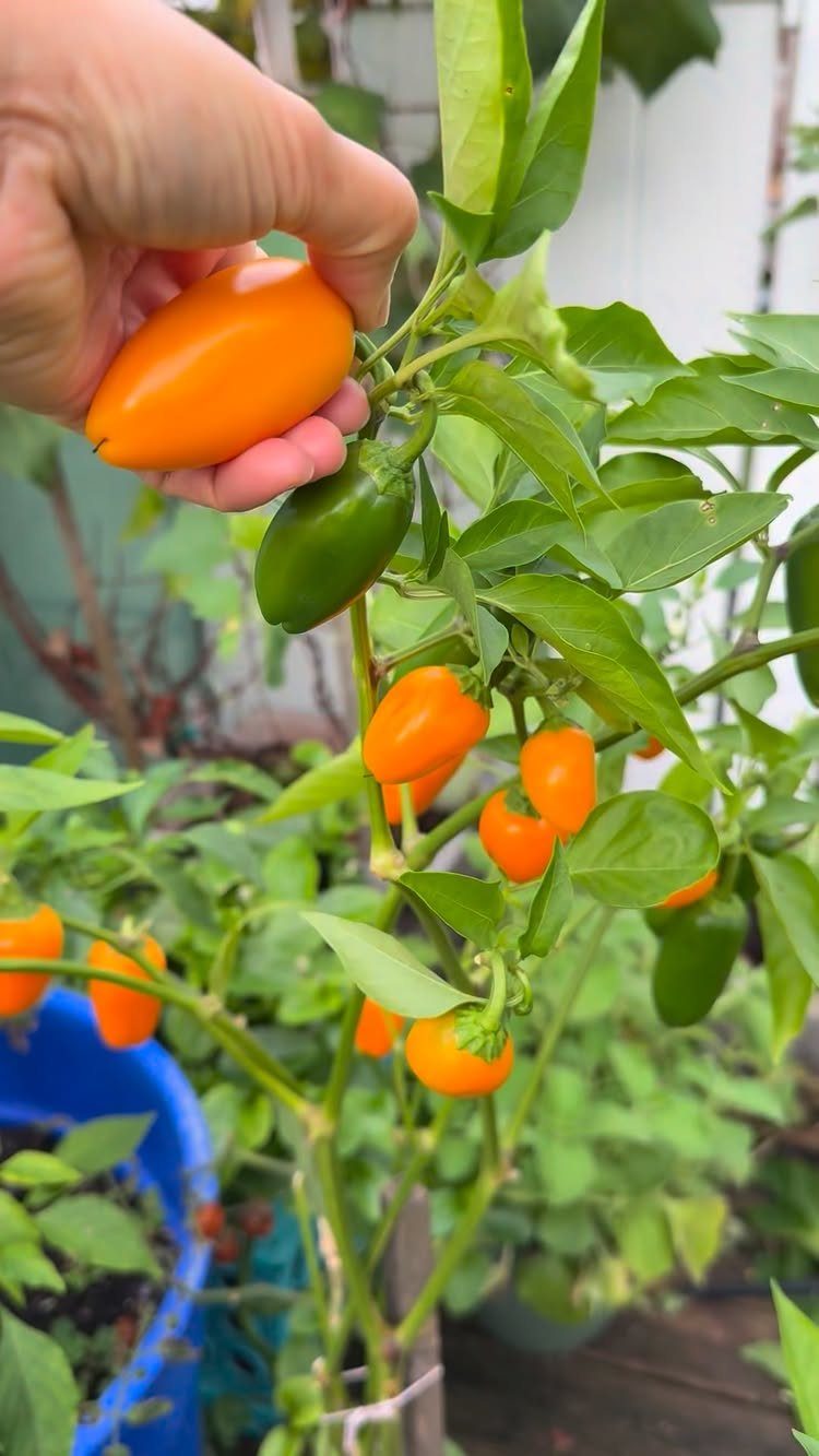 Small orange and green bell peppers growing on a plant in a blue container.