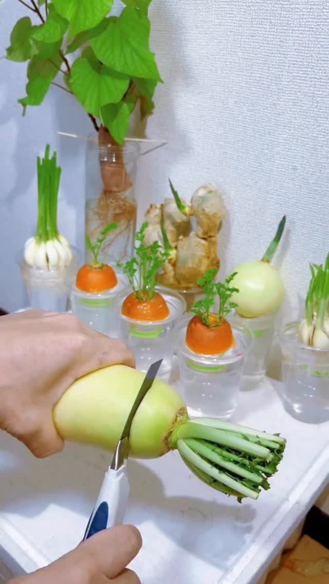 Vegetable scraps regrowing in clear plastic cups of water on a white tray.