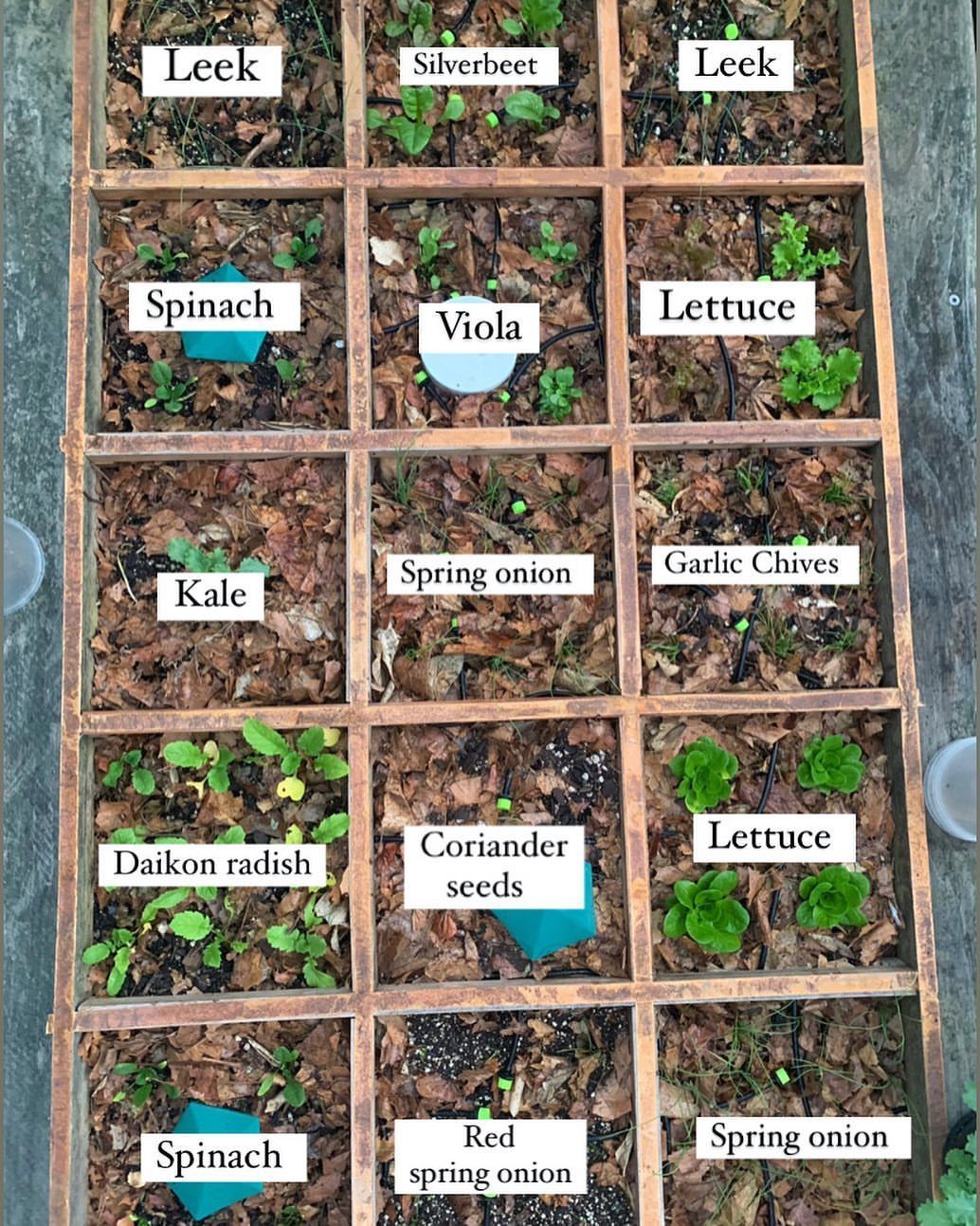 Wooden square-foot garden bed with labeled sections of various small vegetable seedlings.