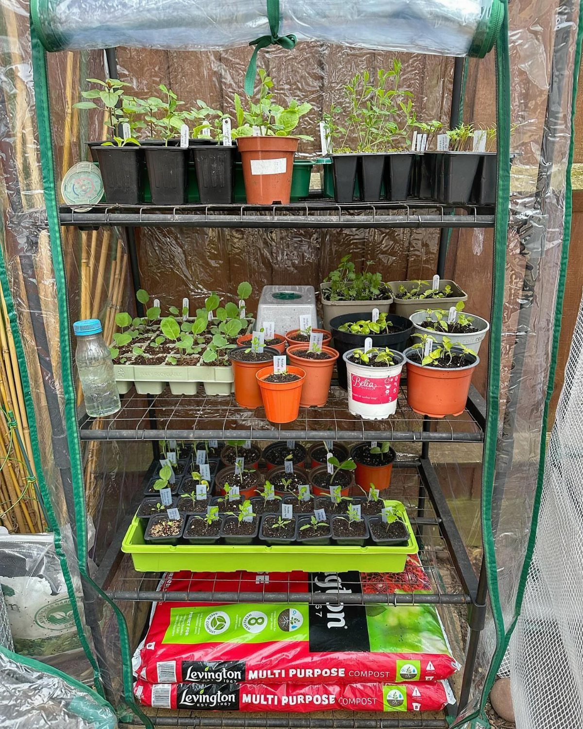 Seedlings in plastic pots on metal shelves inside a small plastic greenhouse.