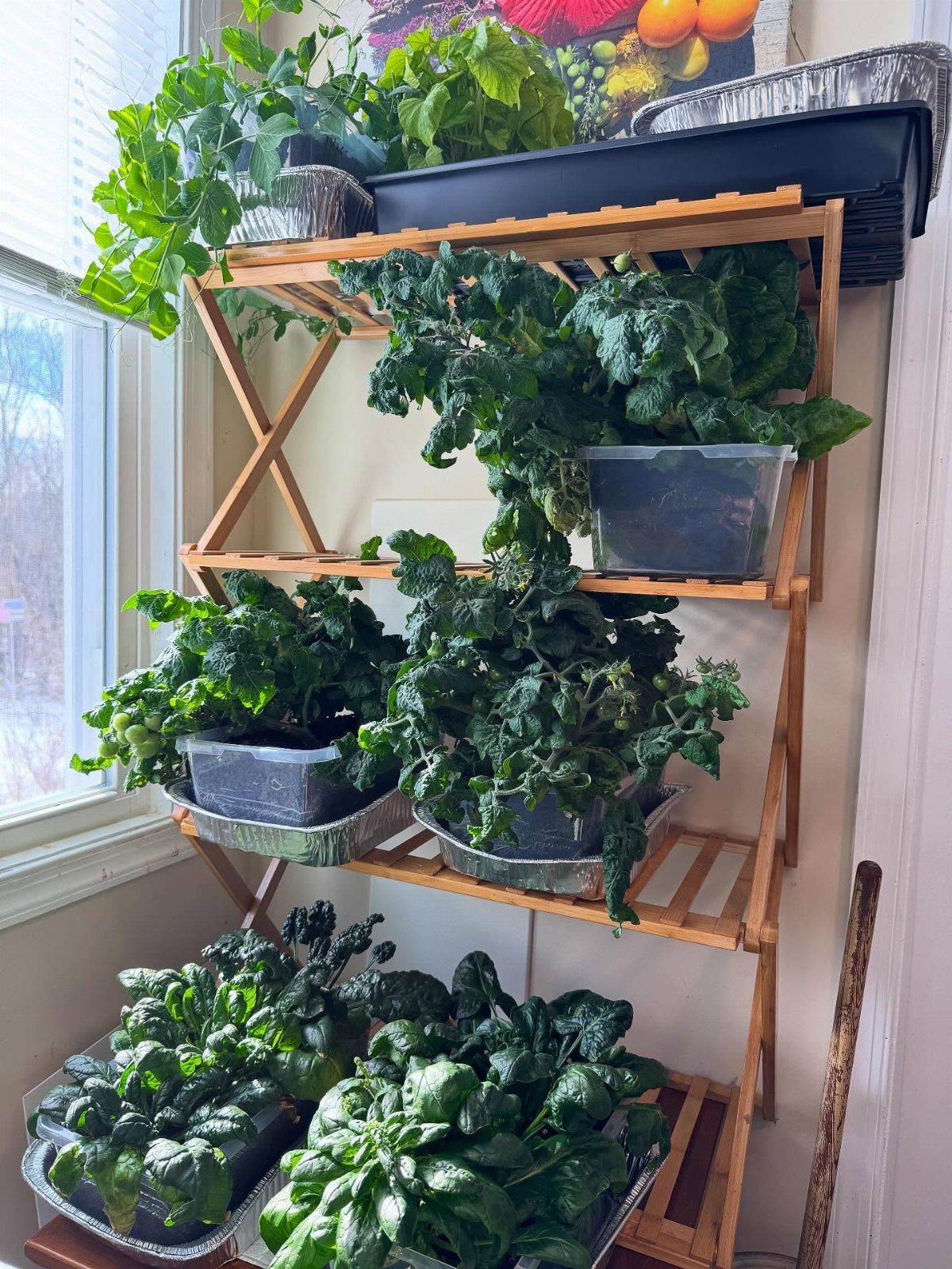 Leafy green vegetables growing in pots on a wooden ladder shelf by a window