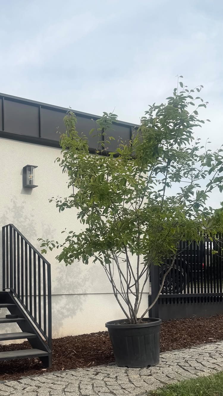 Small green leafy tree in a black pot beside a white modern house.