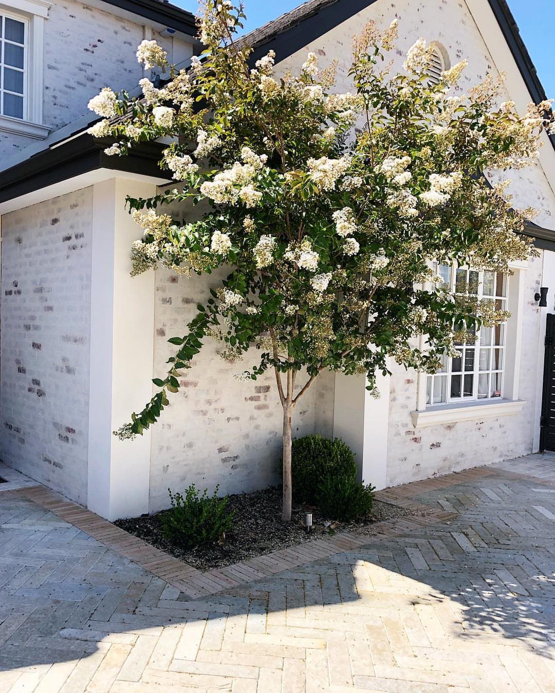 White flowering Crape Myrtle tree planted beside a white brick house and paved walkway.