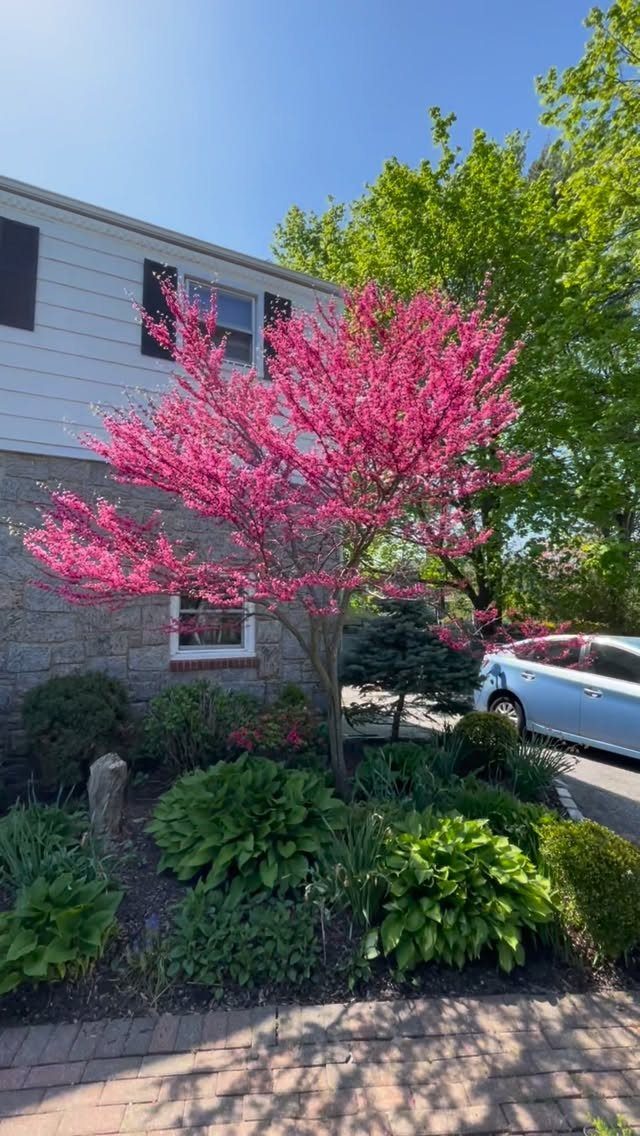Pink flowering Eastern Redbud tree in a landscaped front yard garden.