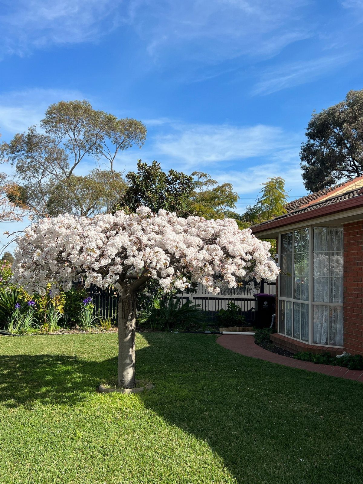 Flowering cherry tree with white blossoms in a sunny front yard garden