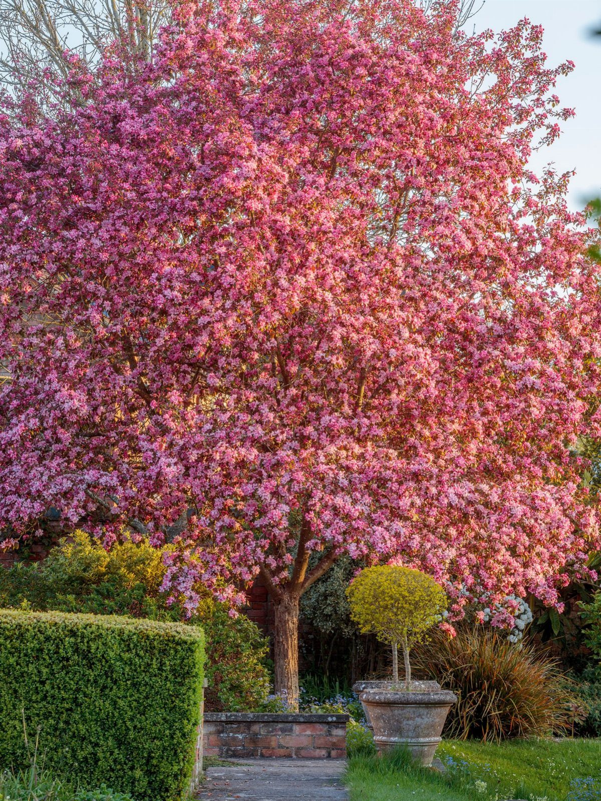Pink flowering crabapple tree in full bloom within a lush green garden setting.