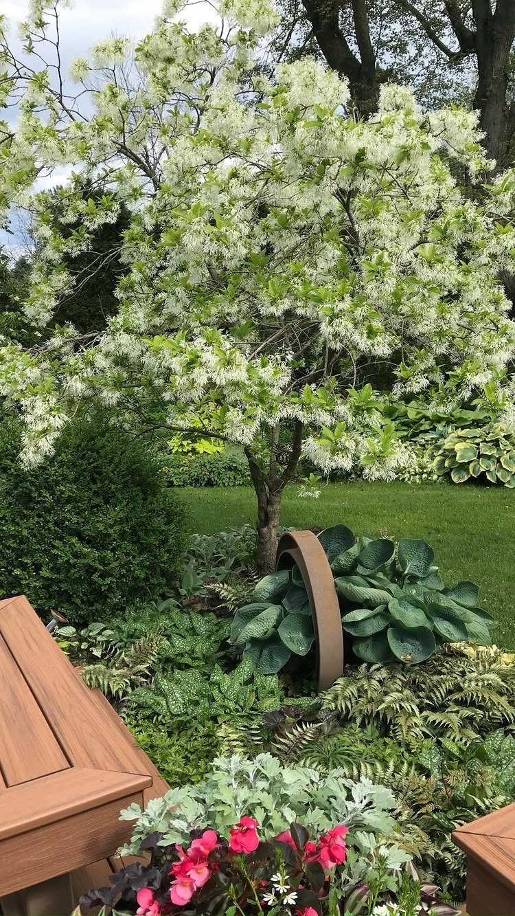 Fringe tree with white flowers in a landscaped garden with ferns and hostas.