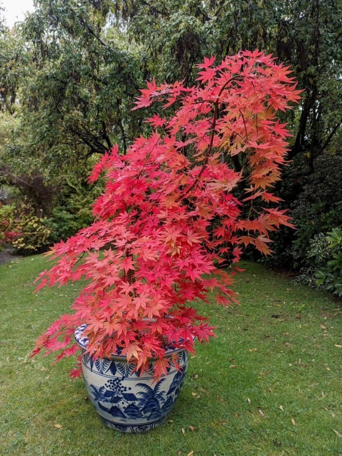 Red Japanese Maple tree in a blue and white ceramic pot on green grass.