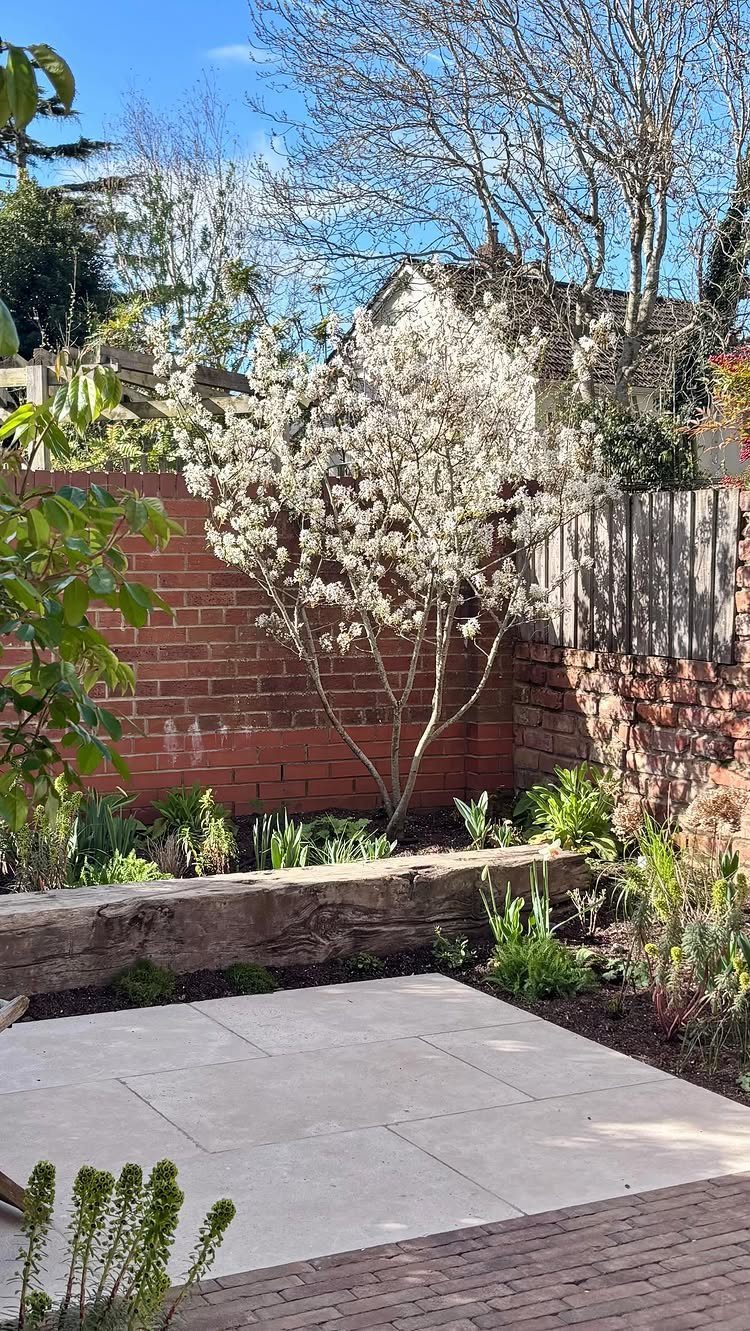 White flowering dogwood tree planted against a red brick wall in a garden.