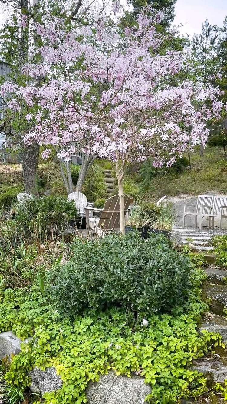 Small magnolia tree with light pink star-shaped flowers in a lush garden setting.