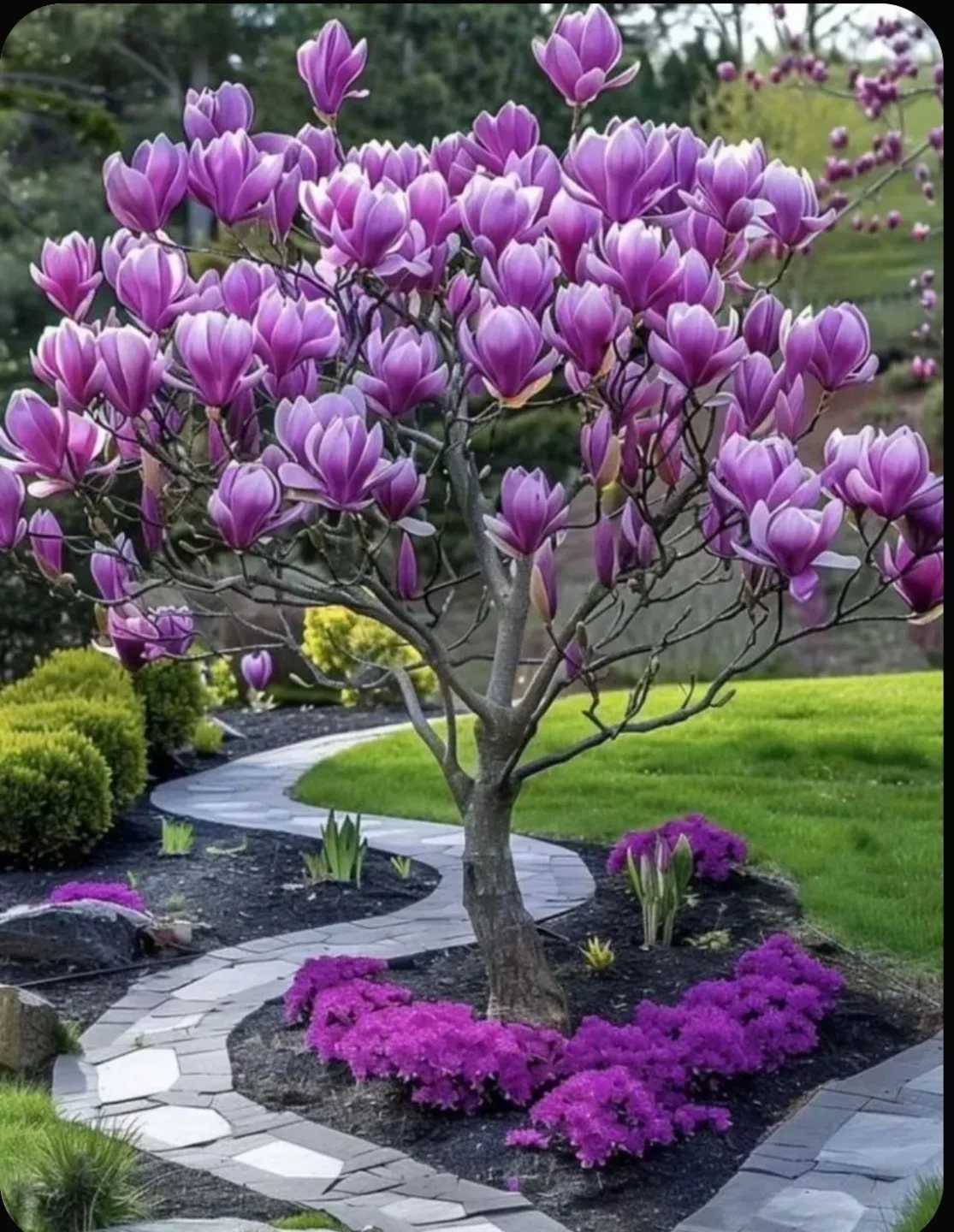 Small magnolia tree with purple tulip-shaped flowers beside a curved stone garden path.