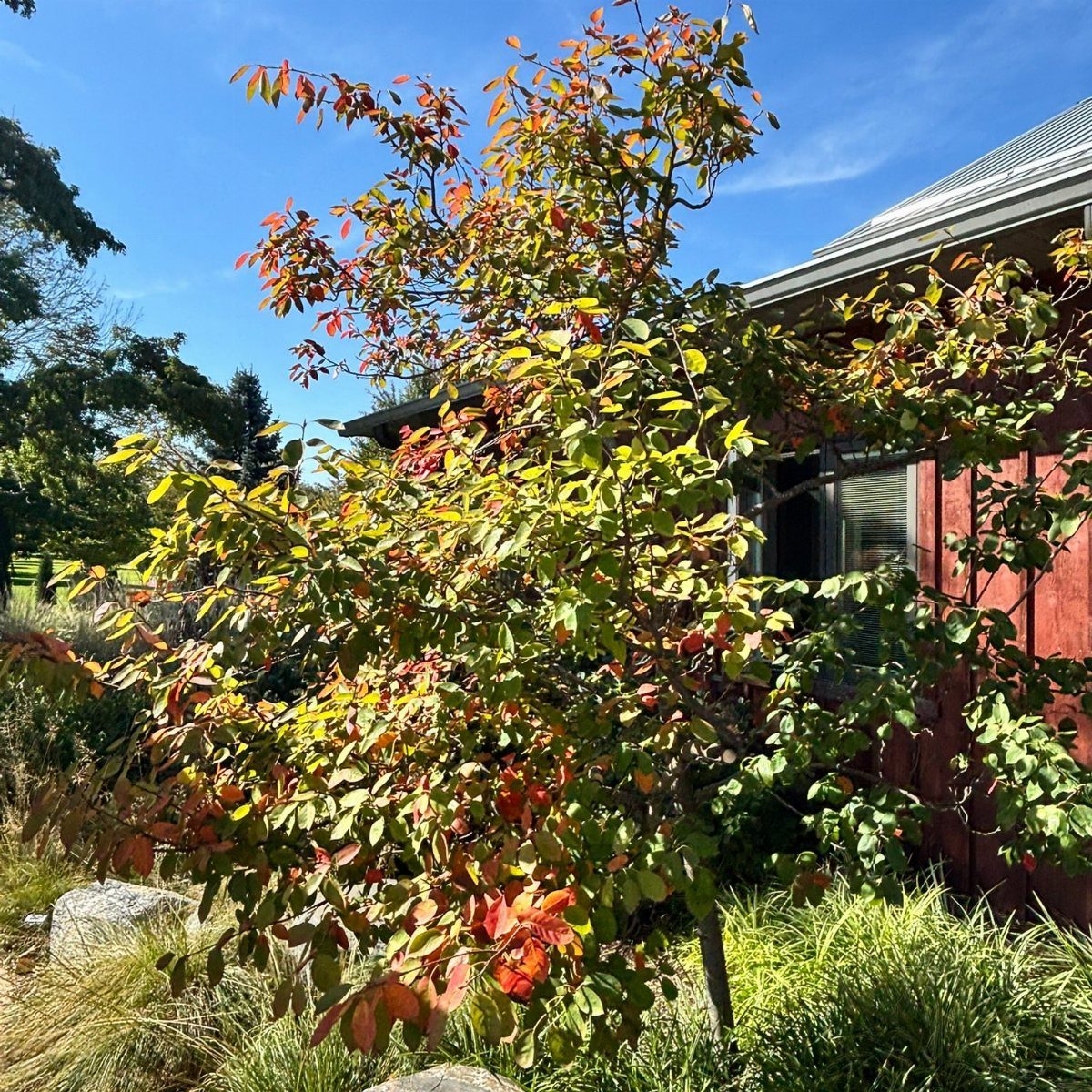 Small tree with autumn foliage planted in a front yard garden by a house.