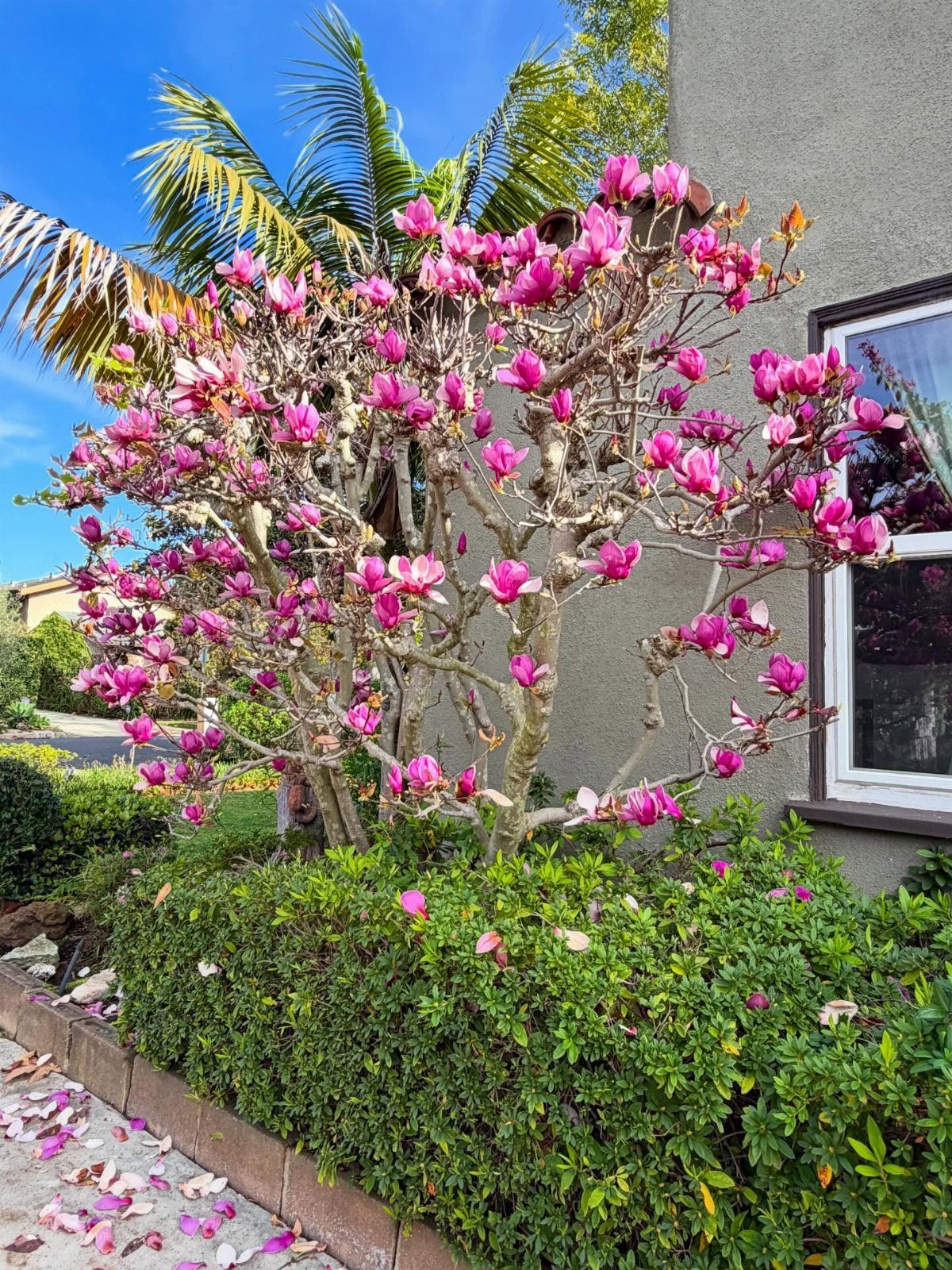 Pink flowering magnolia tree planted in a front yard garden next to a house.