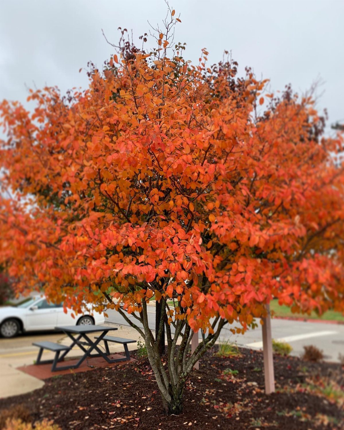 Small ornamental tree with bright orange autumn leaves in a mulched garden bed.