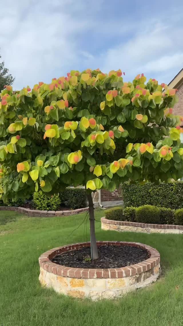 Small rounded tree with colorful leaves in a circular stone planter on a lawn.