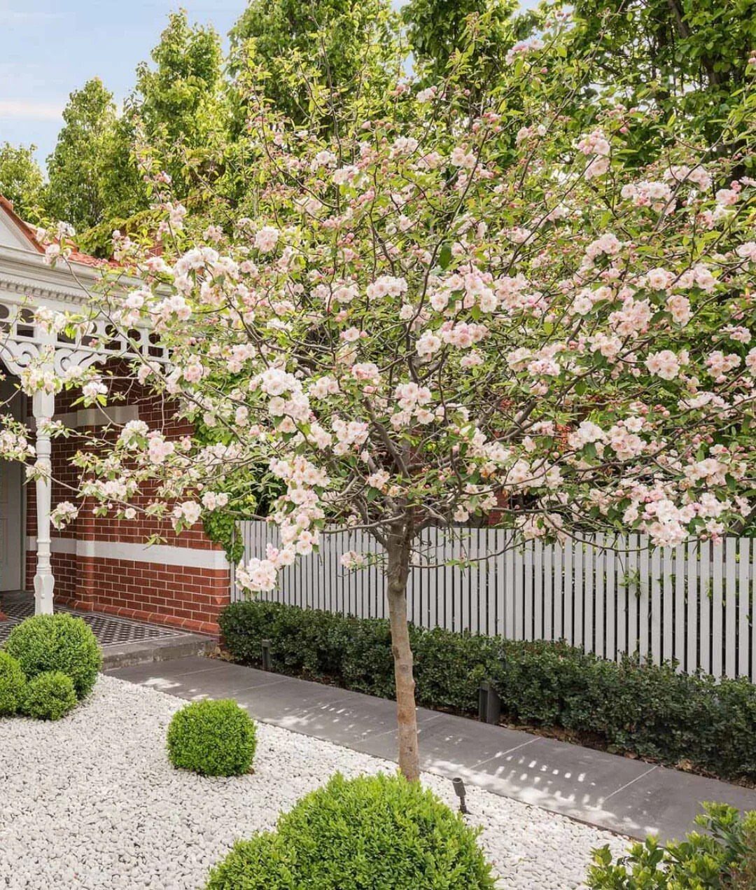 Small Trees for Landscaping: 17 Flowering and Evergreen Picks 3 Pink flowering crabapple tree in a landscaped garden with white gravel and shrubs.