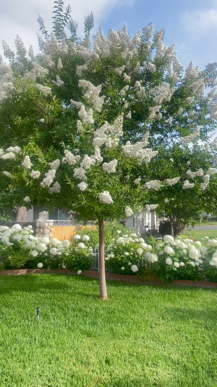 Small Trees for Landscaping: 17 Flowering and Evergreen Picks 11 Crape Myrtle tree with white blossoms growing in a green residential yard