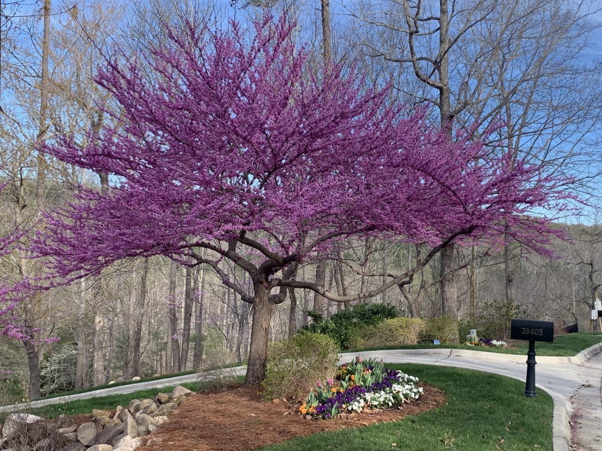 Small Trees for Landscaping: 17 Flowering and Evergreen Picks 10 Eastern Redbud tree with purple-pink flowers in a landscaped garden setting.
