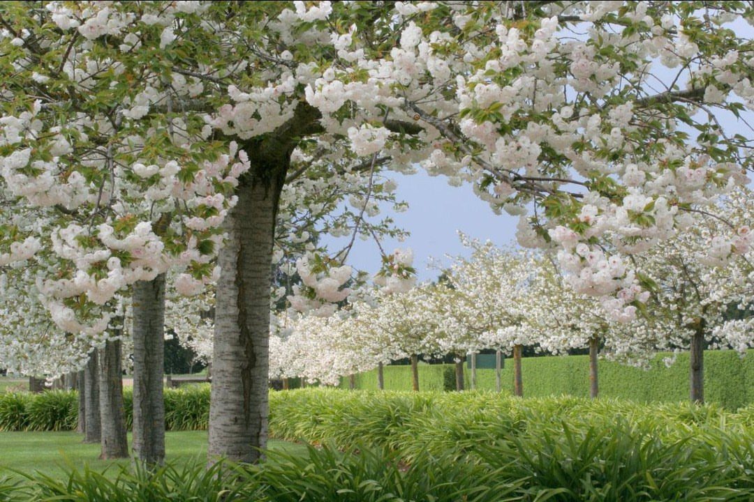Small Trees for Landscaping: 17 Flowering and Evergreen Picks 2 Flowering cherry trees with white blossoms lining a green lawn and garden path.