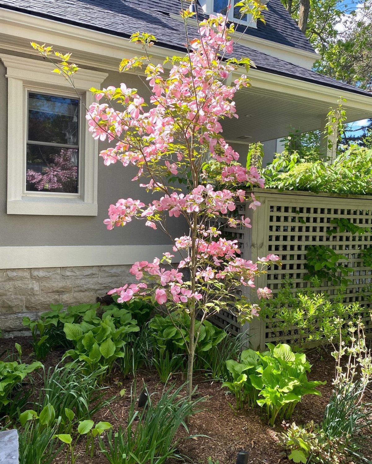 Small Trees for Landscaping: 17 Flowering and Evergreen Picks 13 Pink flowering dogwood tree blooming in a residential garden next to a house.