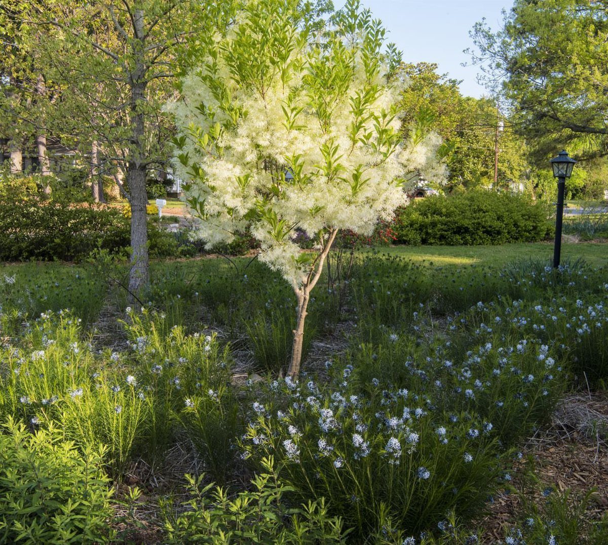 Small Trees for Landscaping: 17 Flowering and Evergreen Picks 8 Fringetree with white blossoms growing in a garden with blue flowers