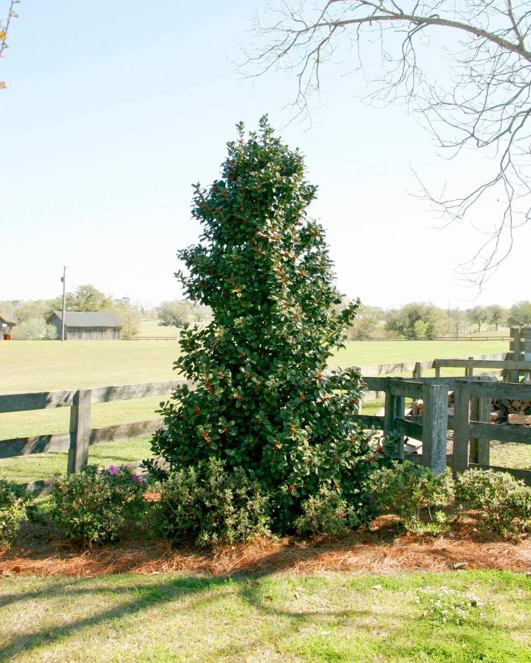 Small Trees for Landscaping: 17 Flowering and Evergreen Picks 17 Myrtle-leaved holly tree with red berries growing beside a wooden farm fence.