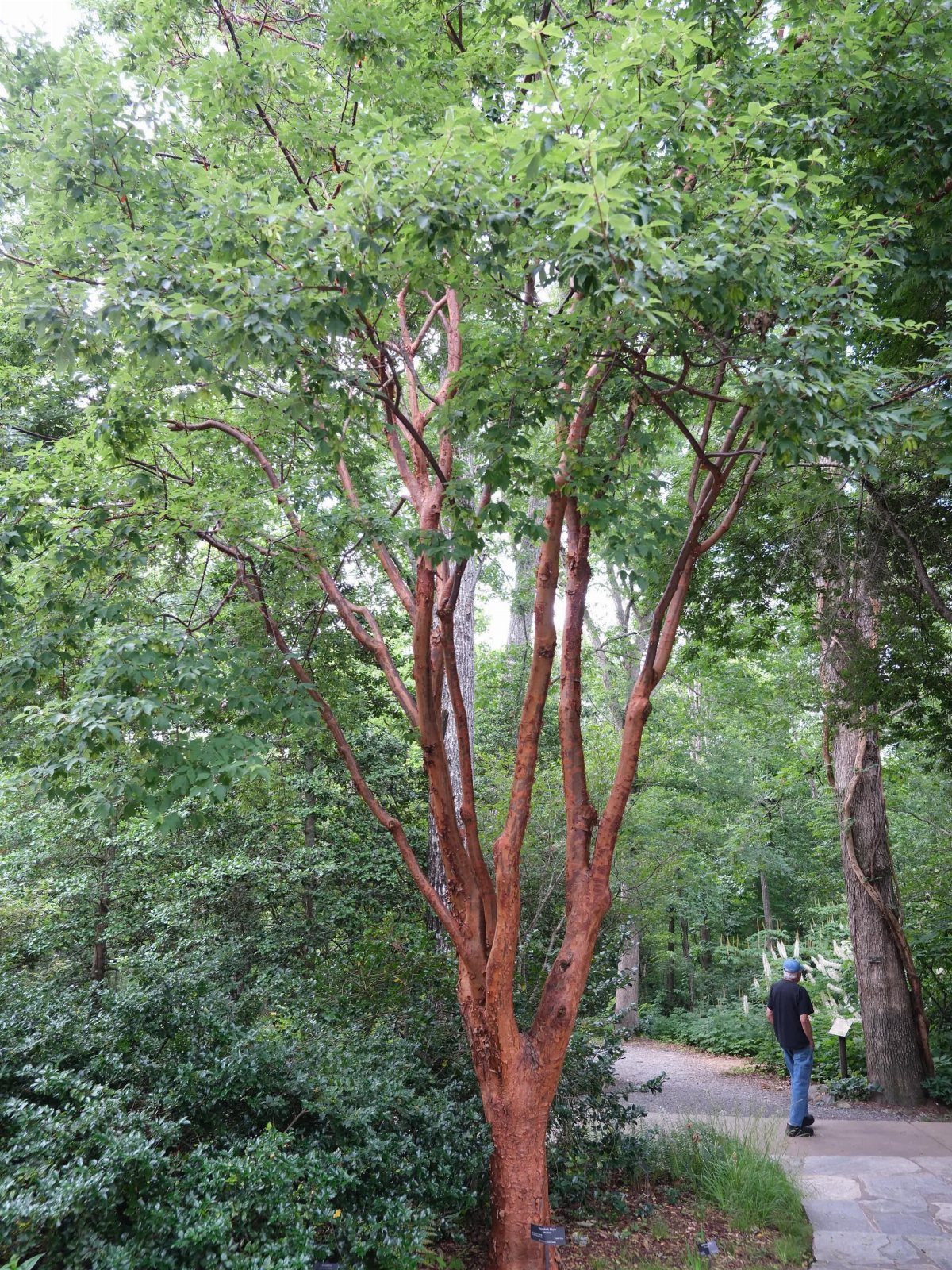 Small Trees for Landscaping: 17 Flowering and Evergreen Picks 9 Paperbark maple tree with peeling cinnamon-brown bark and green leaves in a garden.