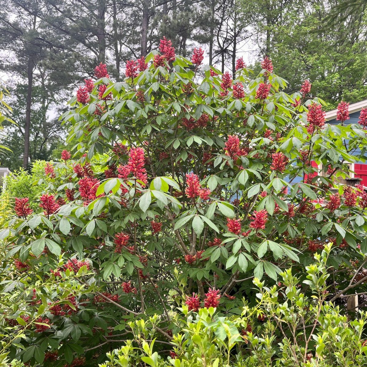 Small Trees for Landscaping: 17 Flowering and Evergreen Picks 12 Red Buckeye tree with crimson flower clusters and green foliage in a garden.