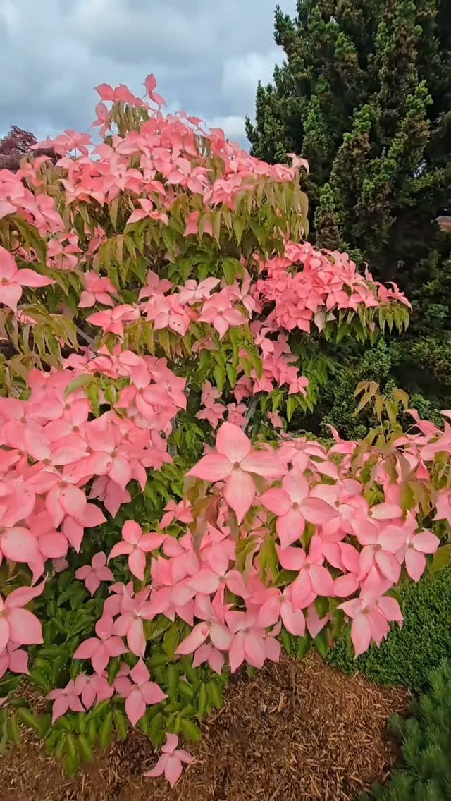 Small Trees for Landscaping: 17 Flowering and Evergreen Picks 4 Satomi Dogwood tree with vibrant coral-pink flowers and green leaves in a garden