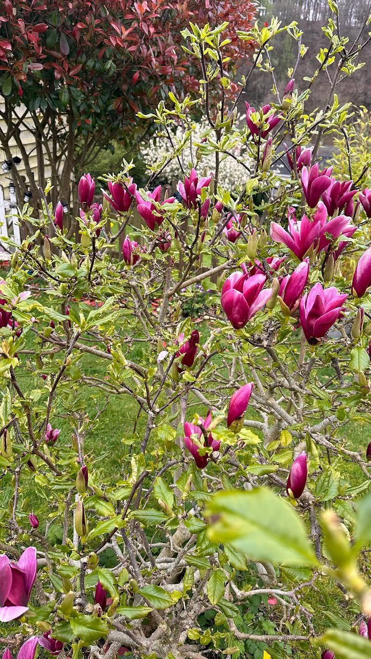 Small Trees for Landscaping: 17 Flowering and Evergreen Picks 1 Magenta saucer magnolia tree with blooming flowers in a residential garden setting.