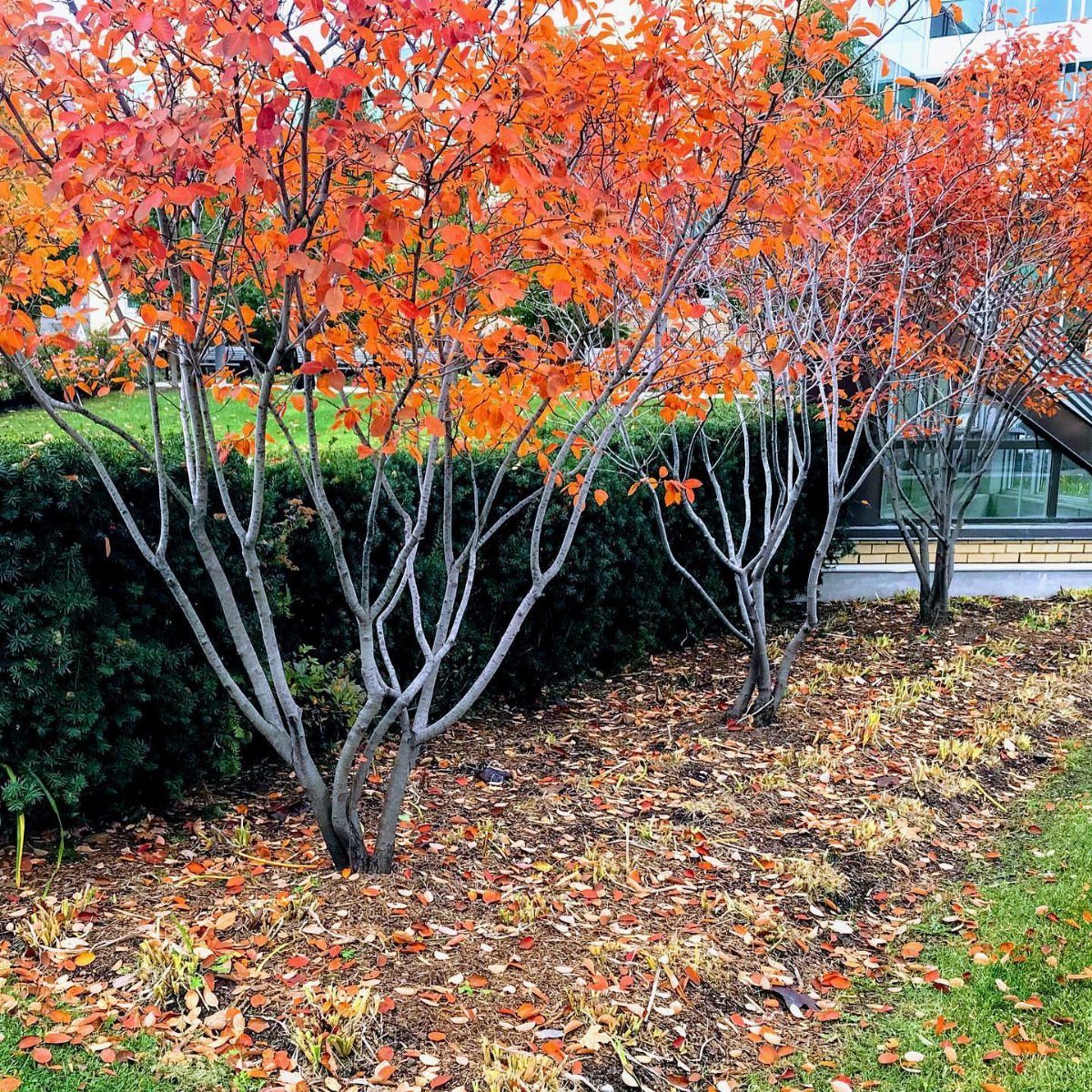 Small Trees for Landscaping: 17 Flowering and Evergreen Picks 7 Serviceberry trees with bright orange autumn leaves in a landscaped garden bed.