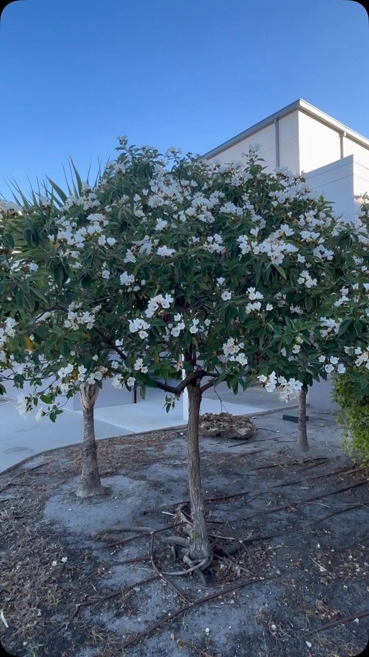 Small Trees for Landscaping: 17 Flowering and Evergreen Picks 15 White Geiger tree with abundant white blossoms in a landscaped garden bed