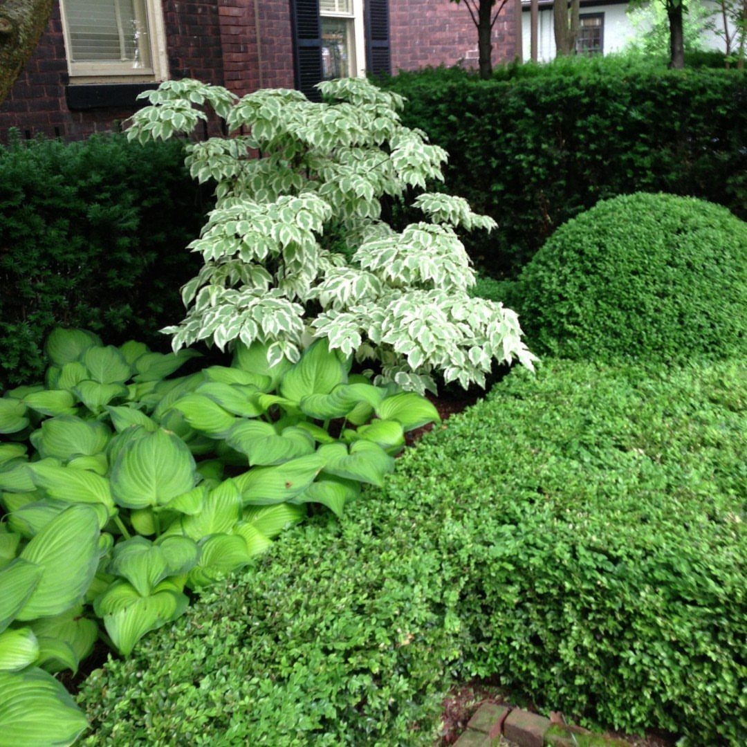 Small Trees for Landscaping: 17 Flowering and Evergreen Picks 5 Variegated Wolf Eyes Dogwood shrub with cream-edged leaves in a lush garden landscape.